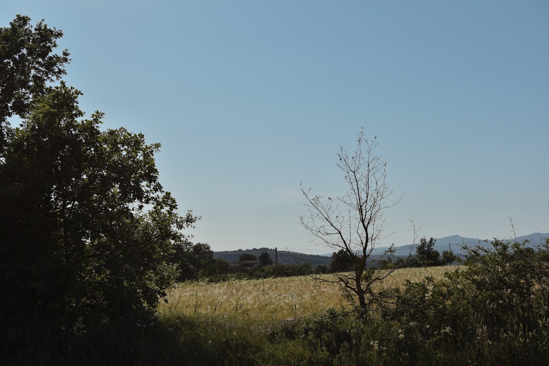 Photo Vineyard landscape